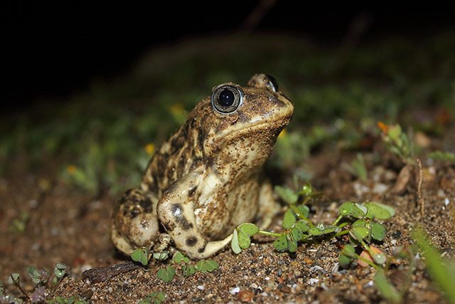 La fragilidad de los anfibios