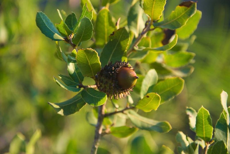 Zonas de la tierra dejarán de secuestrar carbono