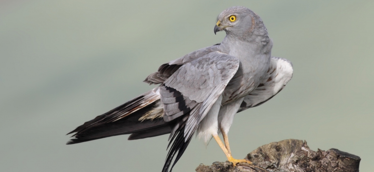 ¿Dónde pasa el invierno el Ave del Año 2023?