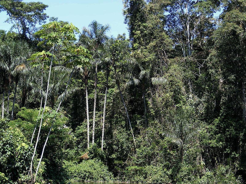 Humano: el peor enemigo de la Amazonia