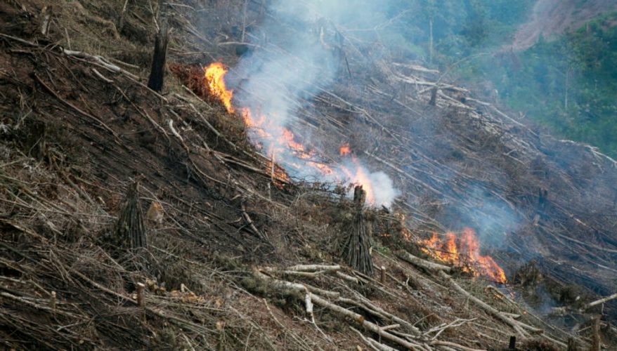 Imparable deterioro de la Amazonía