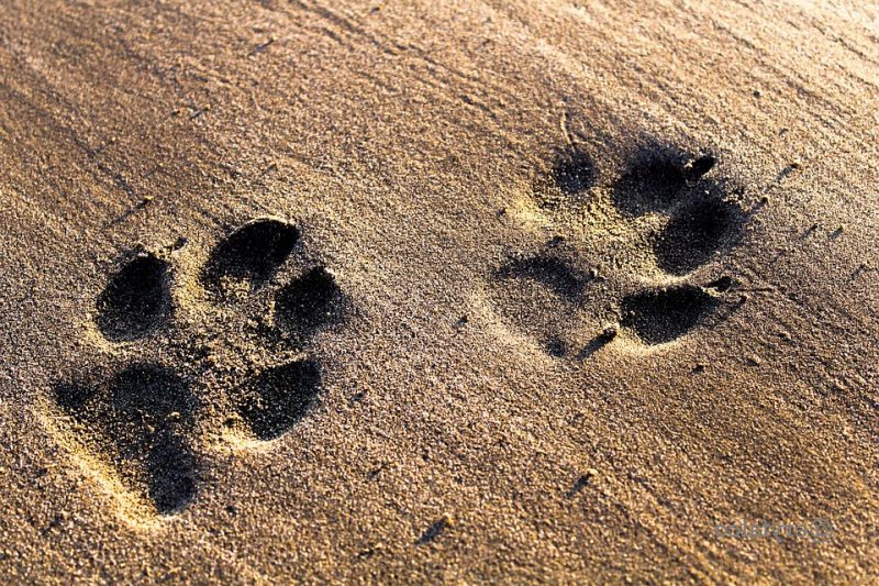 CURSO APLICADO DE RASTREO DE CARNÍVOROS﻿