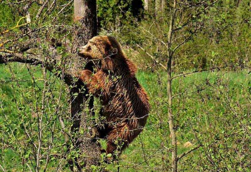 Oso pardo cantábrico ¿se recupera?