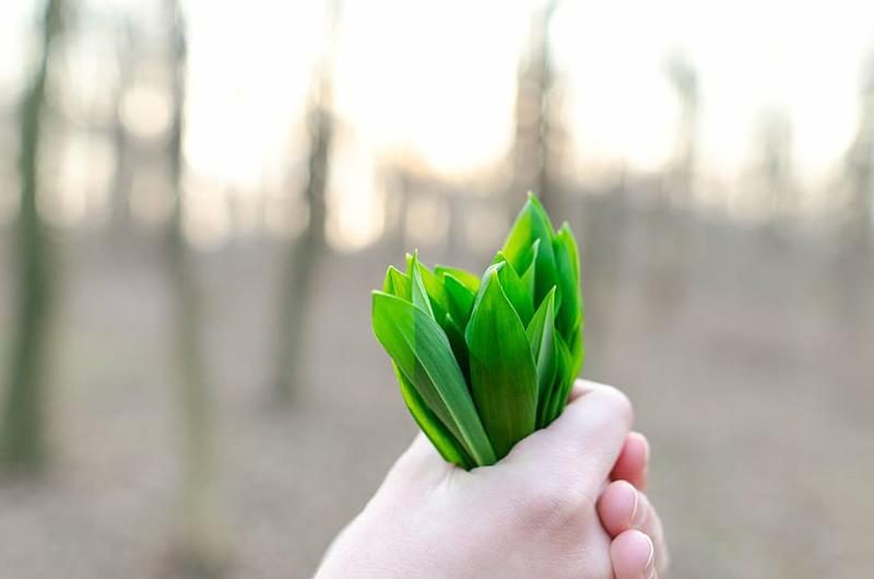 Plan Industrial del Pacto Verde