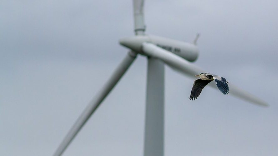 Aves y energías renovables