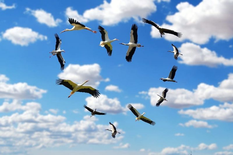 Por San Blas: felicidades a las cigüeñas