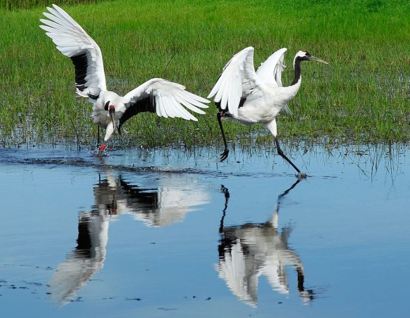 Revivir naturaleza restaurando humedales