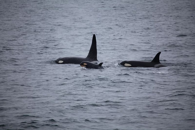 Orcas supermadres