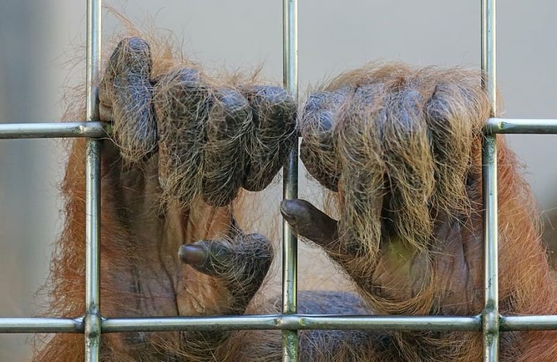 Listados positivos: buenas noticias para las mascotas