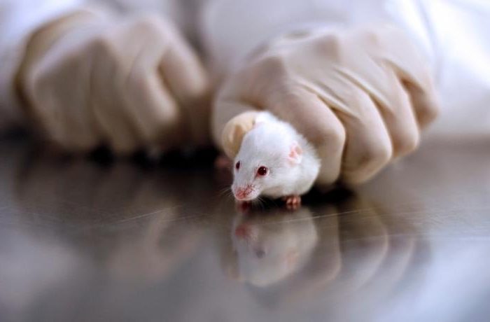 EEUU prohíbe test en animales para medicamentos