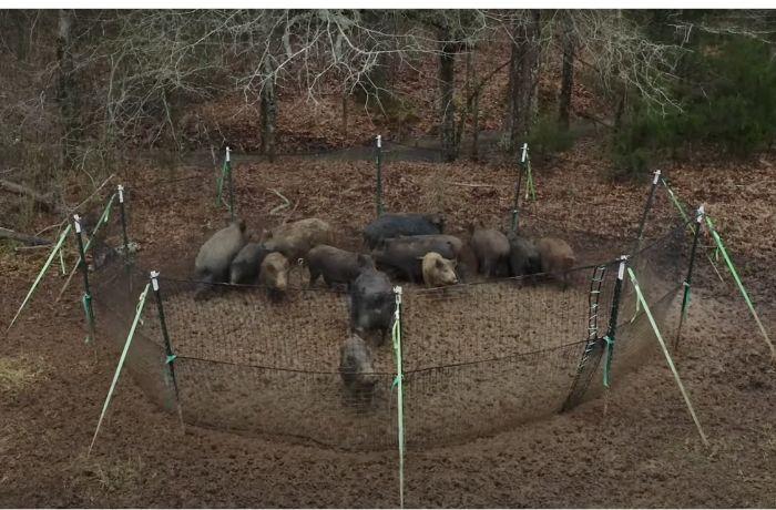 Inenarrable crueldad con los jabalíes