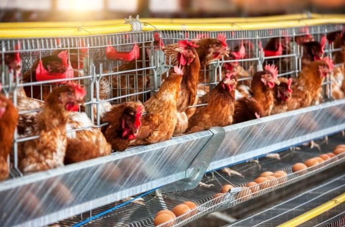 Japón: sacrificios masivos de aves por gripe aviar