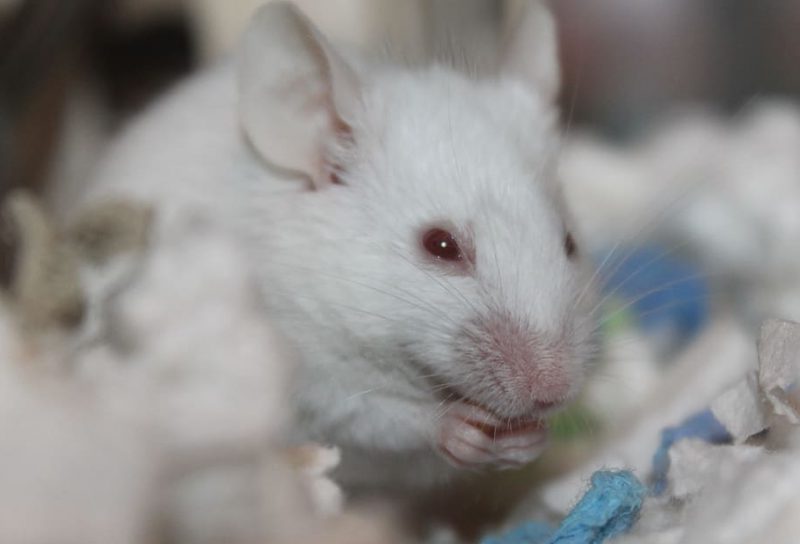 Animales de laboratorio: ¿UE quiere mejorar sus vidas?