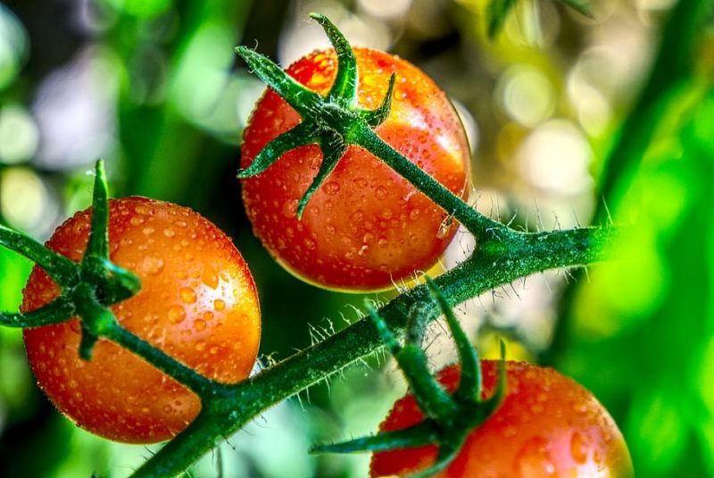 MAPA: asesoramiento en agricultura ecológica