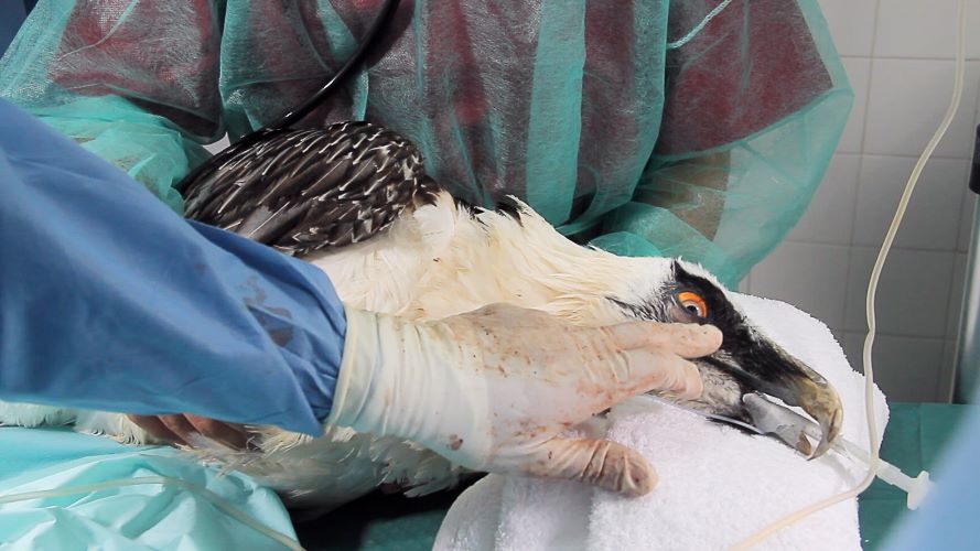 Novedades en el Hospital de fauna salvaje de AMUS