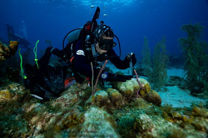Arrecifes de coral del Caribe colombiano en peligro