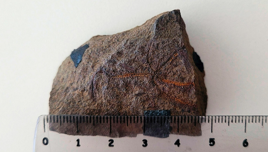 Argentina: Una estrella frágil de hace 193 millones de años