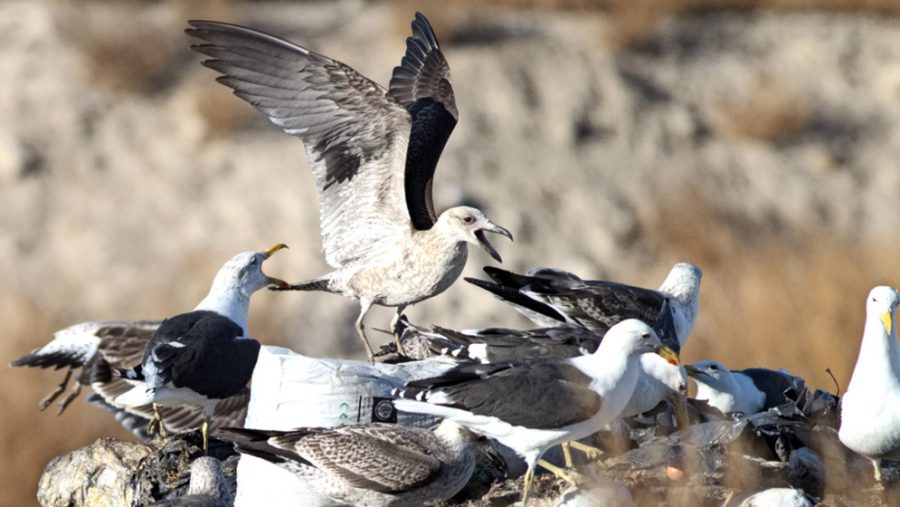El sufrimiento de las gaviotas cocineras por los residuos