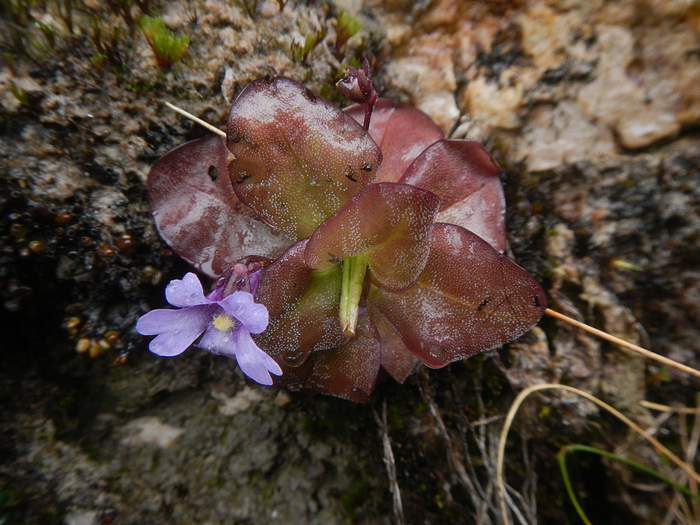 Hallan nuevas plantas carnívoras en los Andes de Ecuador