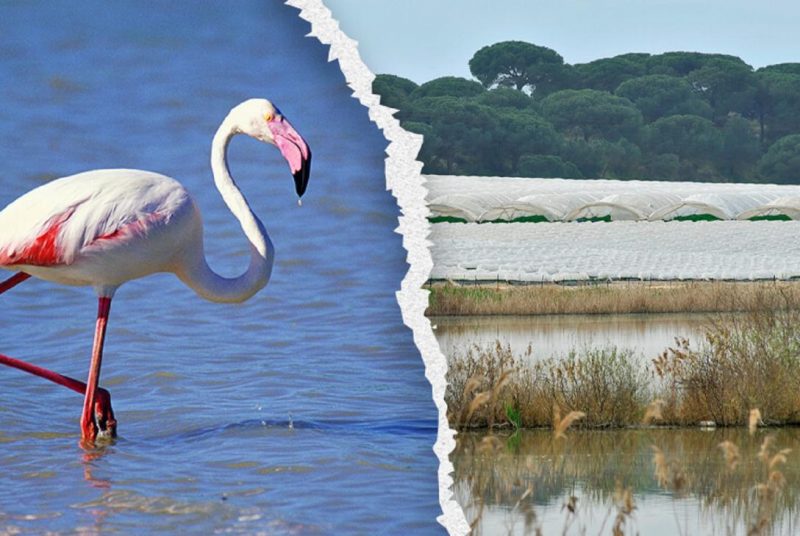 Ataque de las instituciones a Doñana