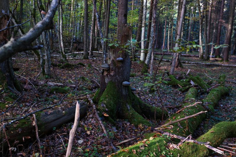 Bosques mal gestionados, la herida de los montes en España