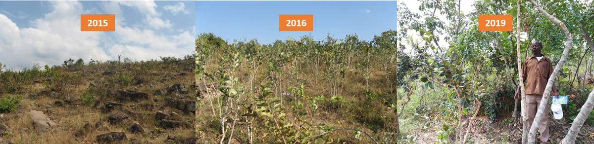 Repoblación forestal de World Vision