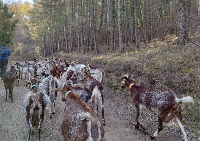Cabras e incendios forestales