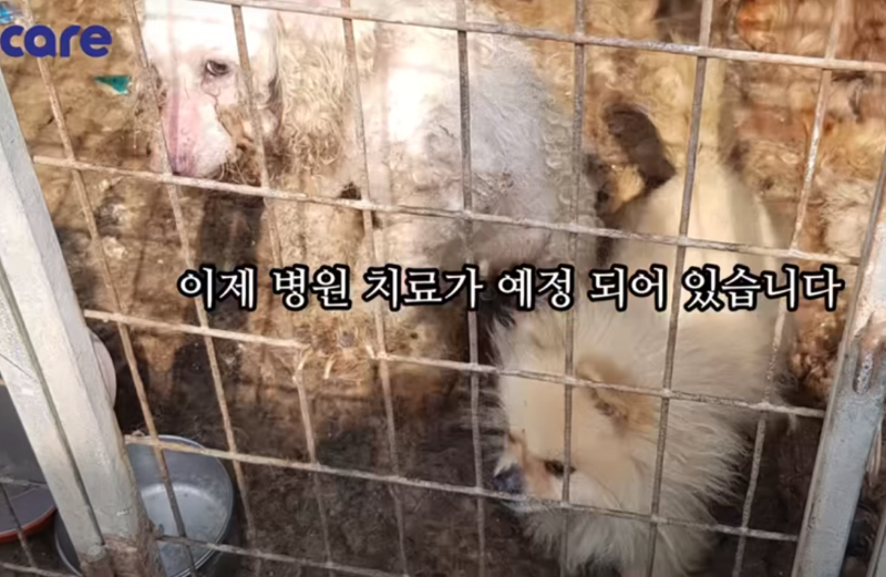 Coreano mató a 1000 perros de hambre