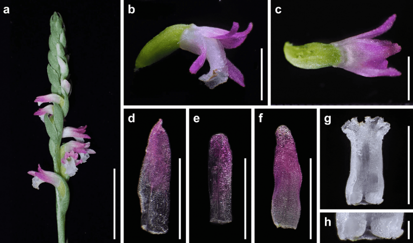 ¿Una rara orquídea en tu jardín?