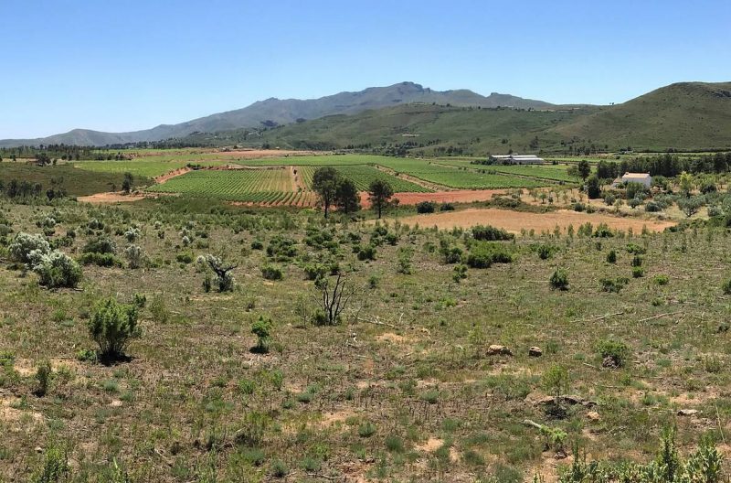 Comunidad Valenciana: 50 hectáreas de paisaje cortafuegos