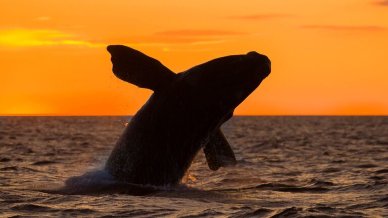 animales más grandes especie