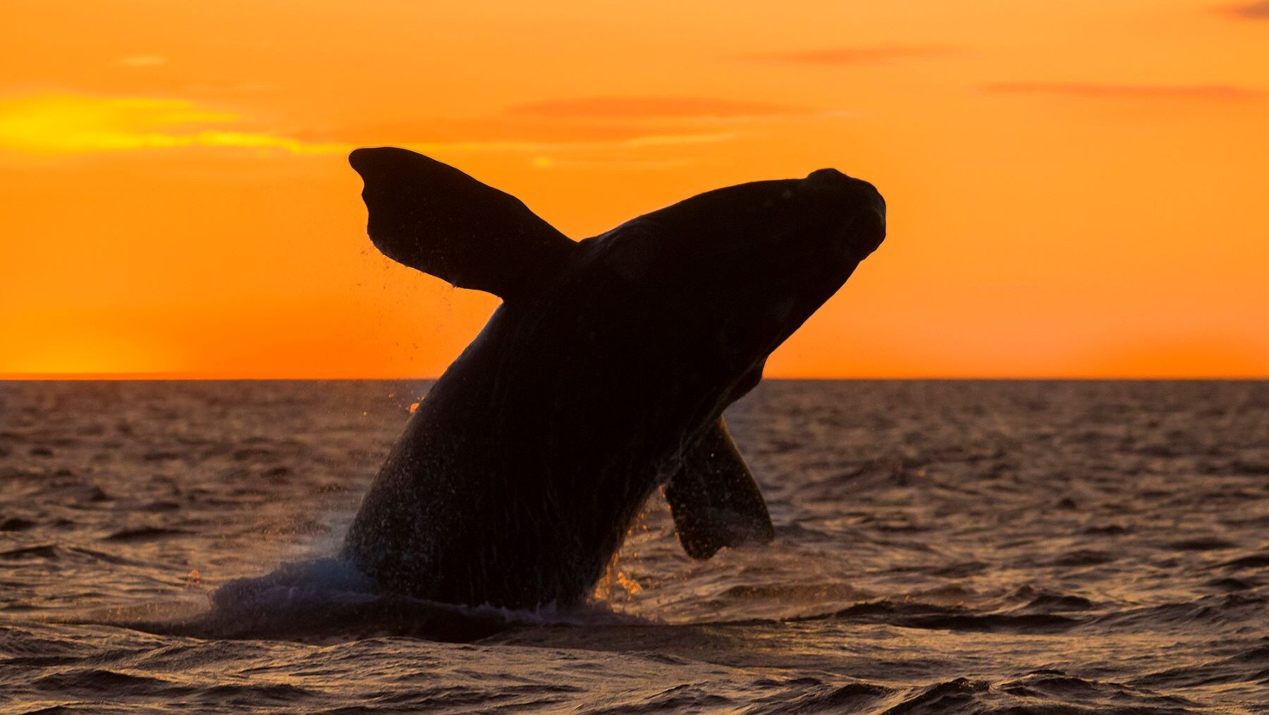 animales más grandes especie