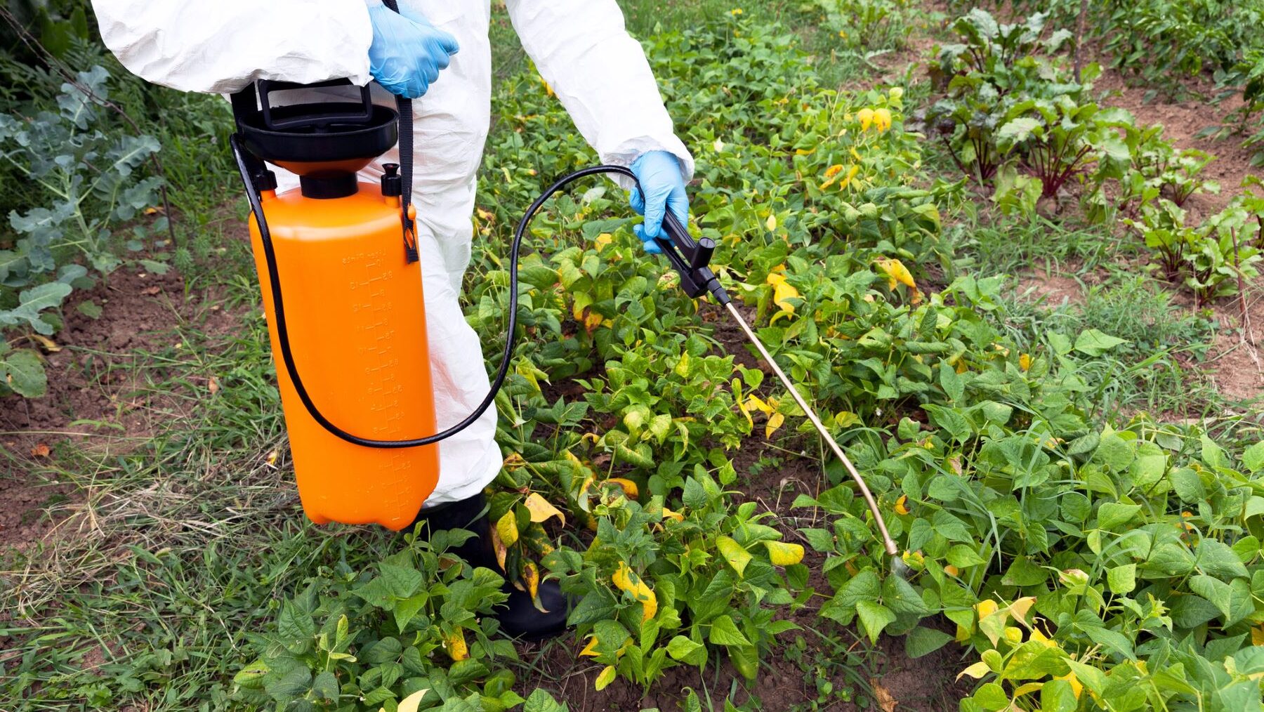 glifosato agrotóxico