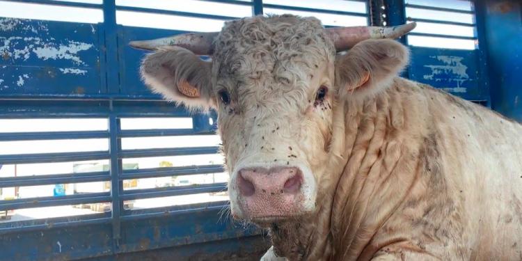 España: Vergonzoso maltrato animal finalmente sancionado