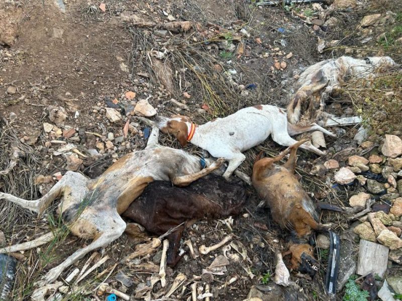 Interrogantes sobre la fosa de perros muertos hallada en Hellín