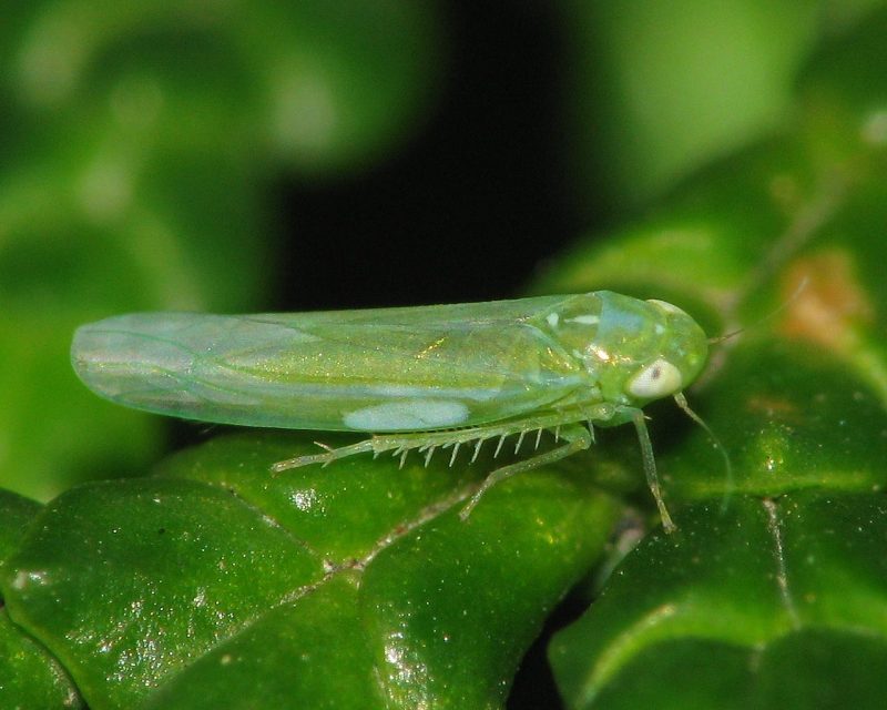 Las chicharritas ahorran energía