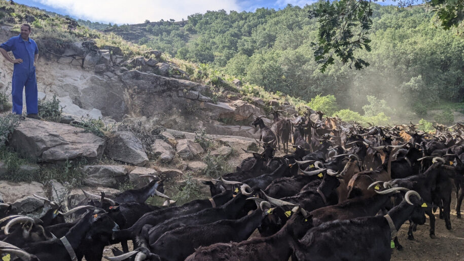 Las múltiples ventajas del pastoreo para el Planeta