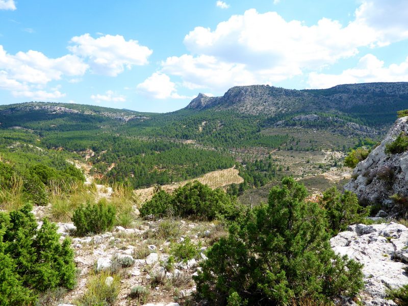 Las sabinas se adaptan a la sequía.