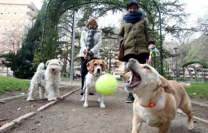 Logroño no cumple con la Ley de Protección de los animales