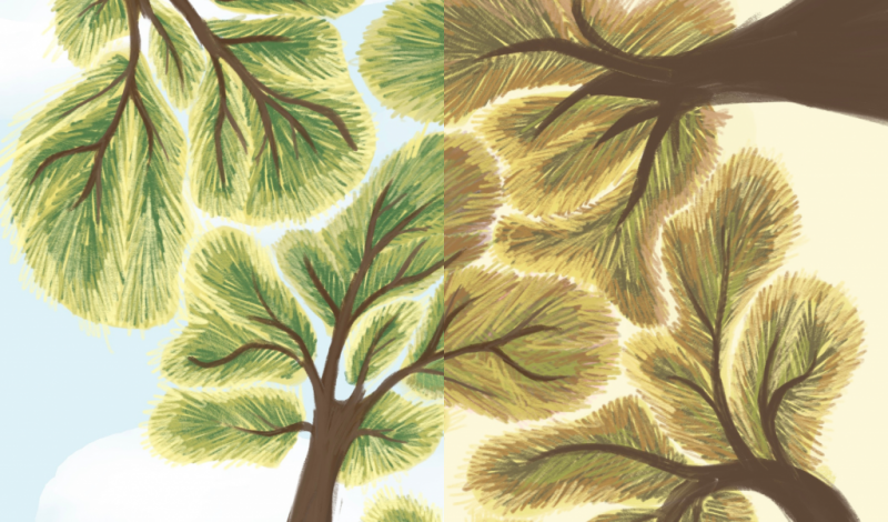 Los efectos de la sequía en los bosques mediterráneos