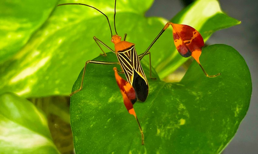 Los secretos de las banderas del insecto matador