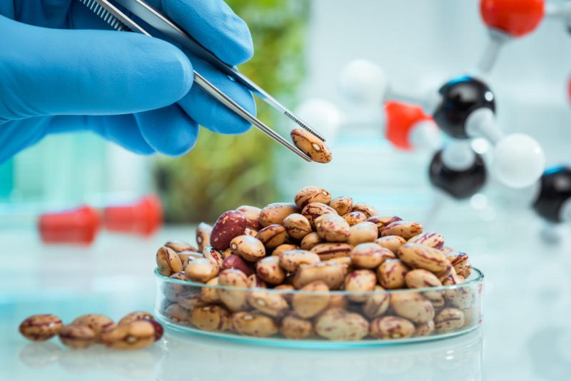 Mala acogida a la desregularización de los transgénicos en la UE