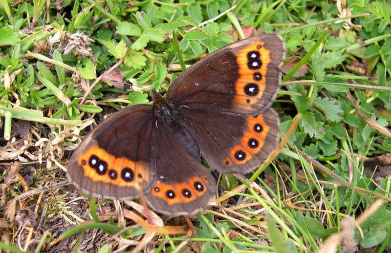 Mariposas de montaña acechadas por el cambio climático