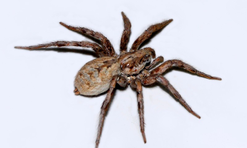 Perú: Nuevo género de araña lobo