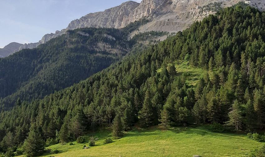 Proyecto de investigación Life Uncinata