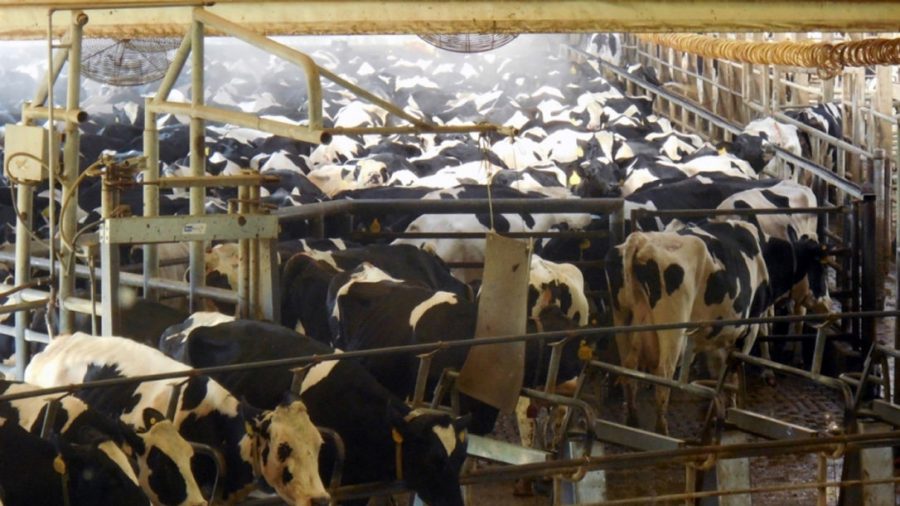 Sigue la polémica a cuenta del proyecto de macrogranja para Noviercas