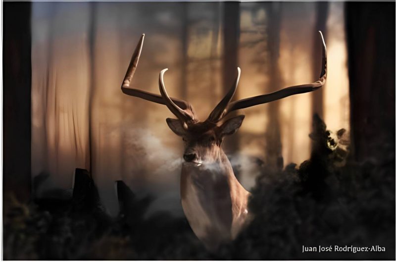 ¿Un gamo en el Manzanares?