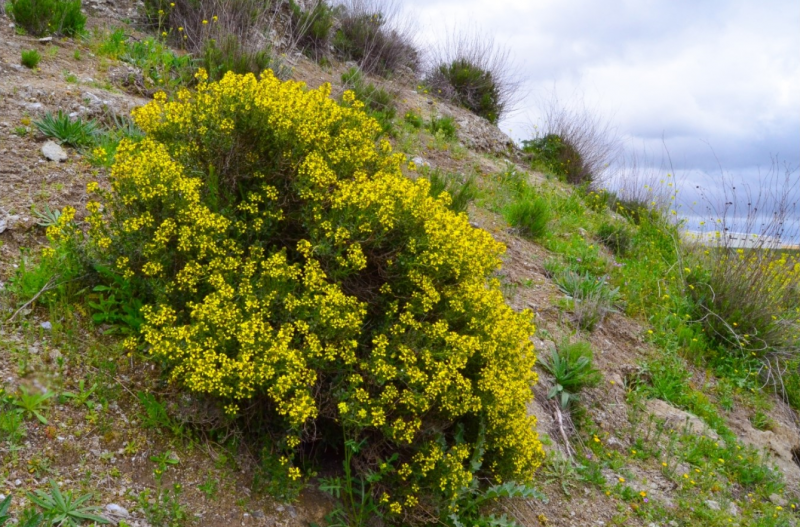 Yeles: Machacan una planta en peligro de extinción