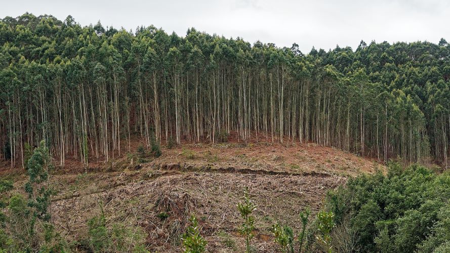 Stop eucaliptus, salvemos los bosques autóctonos