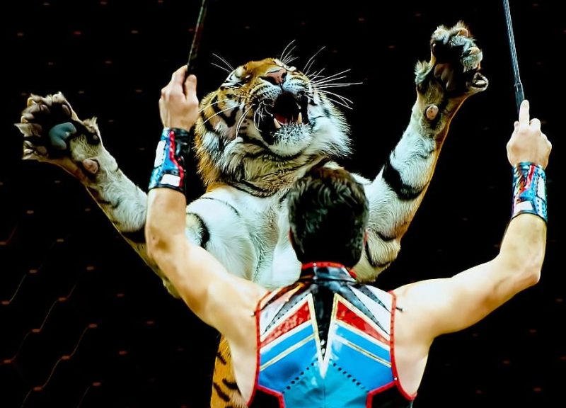 Horror en los circos de Europa